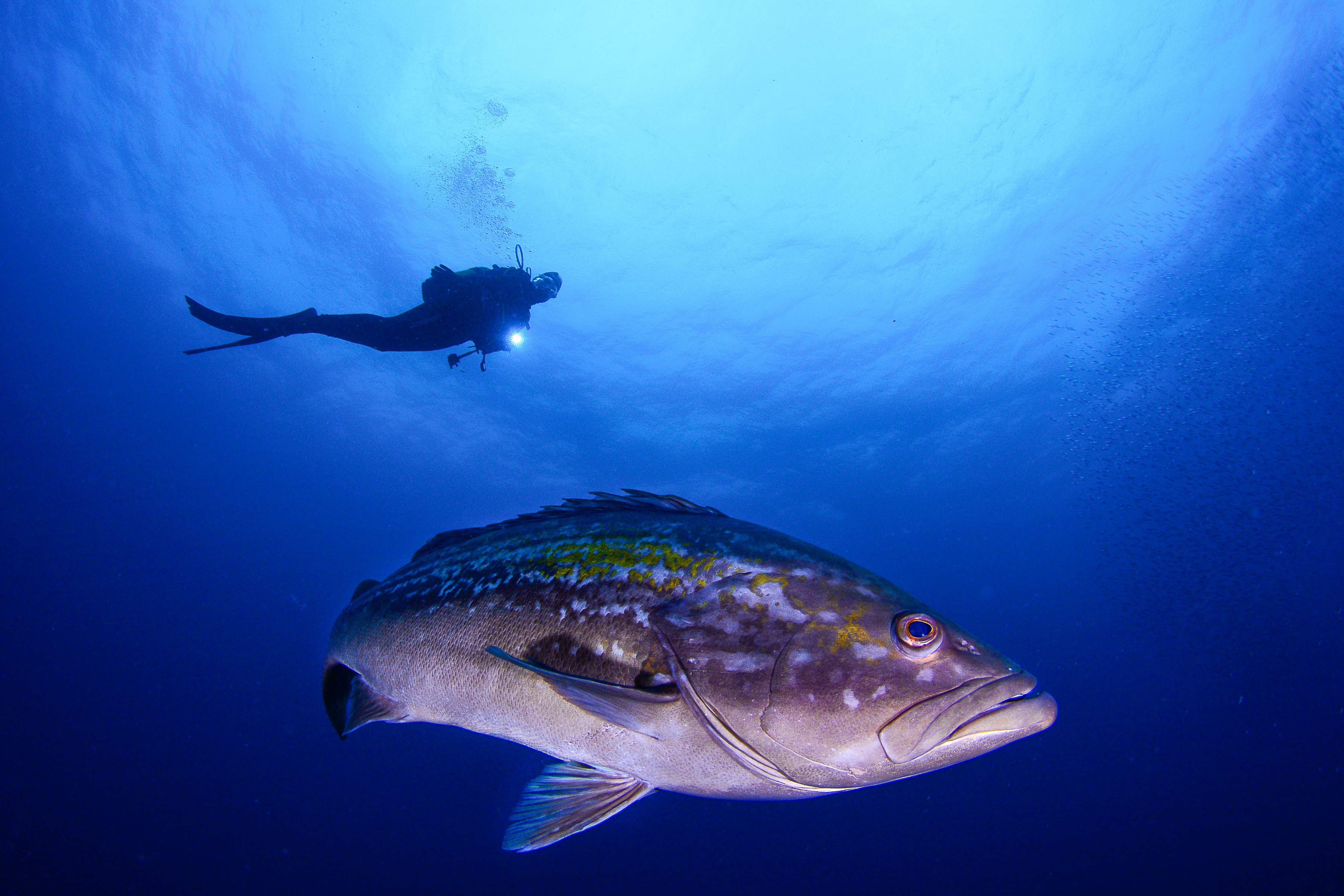 En la Región de Murcia hay un total de 17 centros de buceo autorizados repartidos por la Costa Cálida