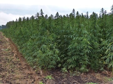 Plantación de Marihuana