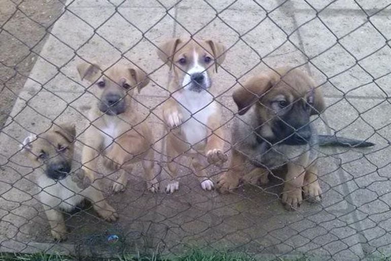 Cachorros de perro en las instalaciones de Scooby en Zamora