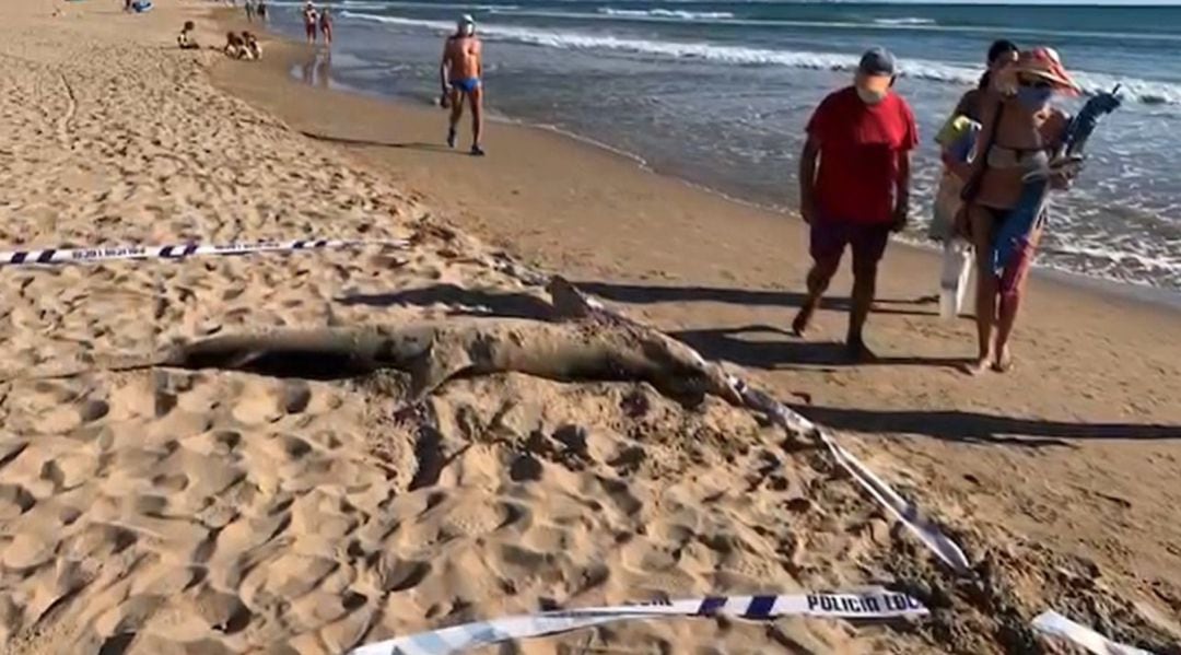 Tiburón hallado en la playa de La Roqueta en Guardamar del Segura