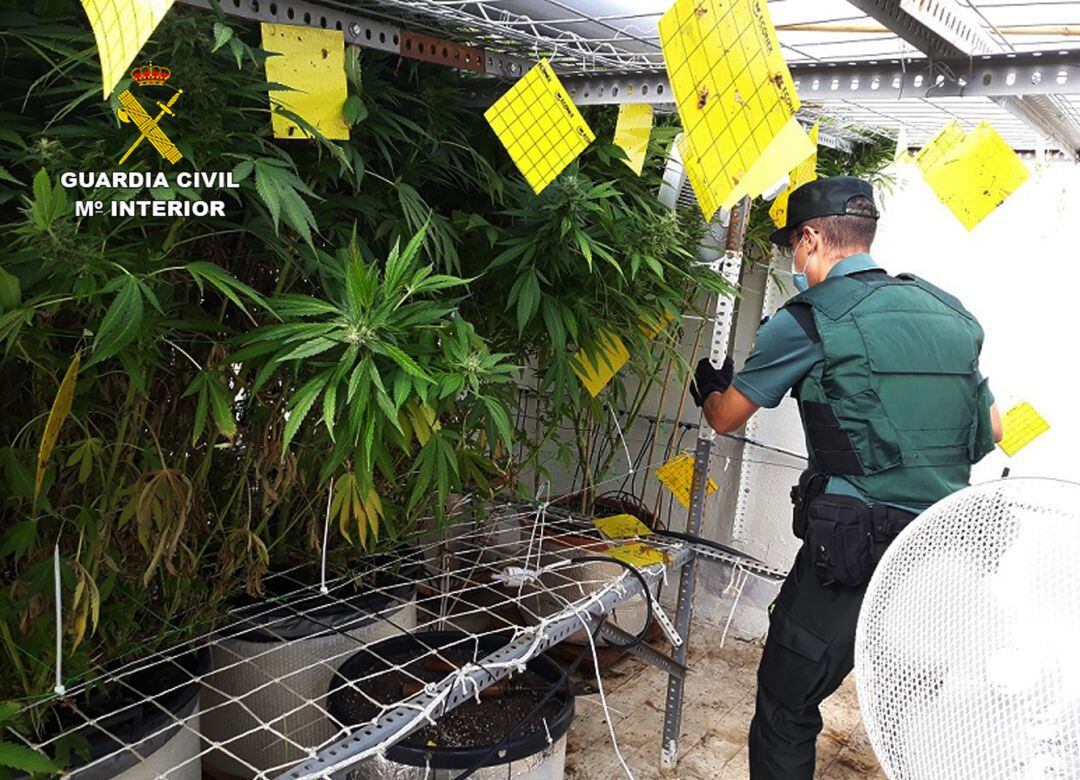 Cinco detenidos en Fortuna tras desmantelar dos plantaciones de marihuana 