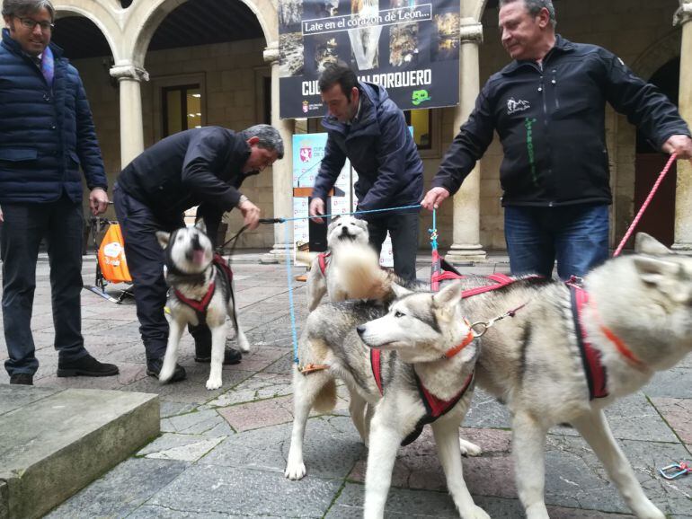Acto de presentación del Campeonato de Castilla y León de Mushing