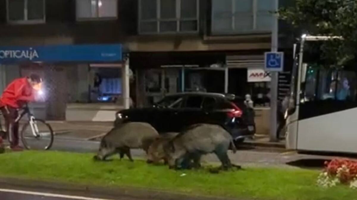 Inés Rey habla con Rueda para poner fin al problema de los jabalíes y sacarlos ya de la ciudad