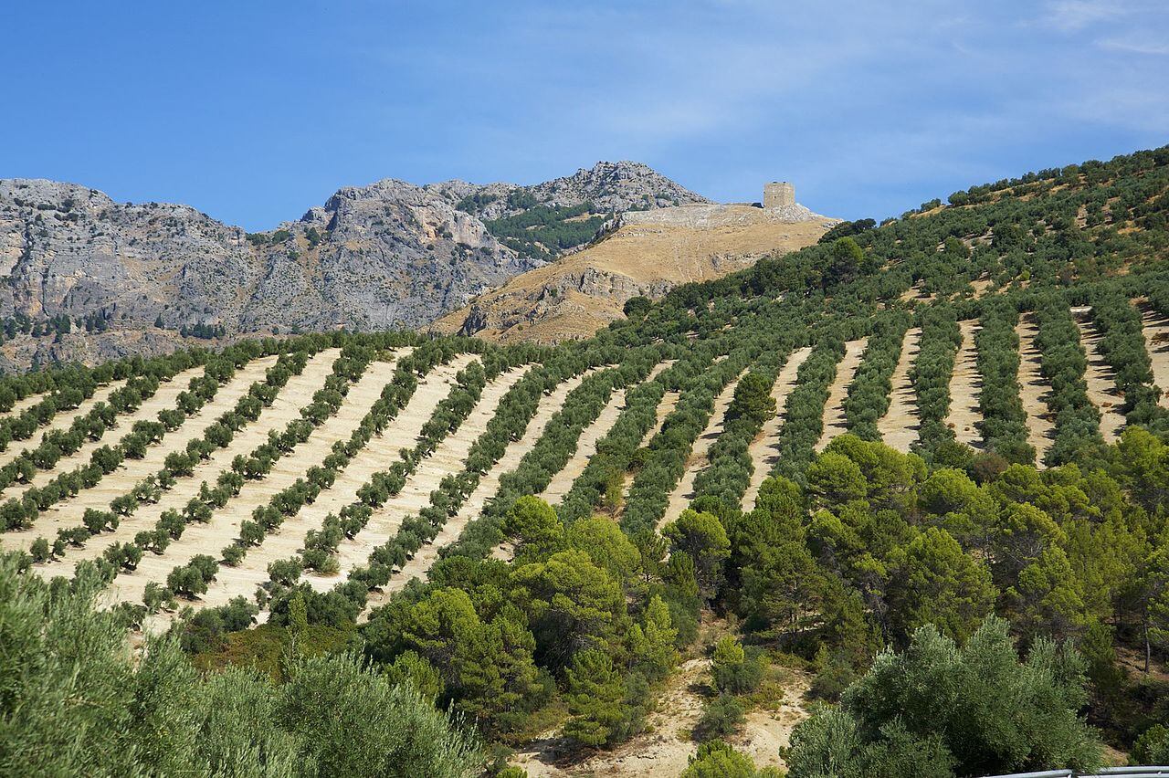 Olivar en Cazorla.