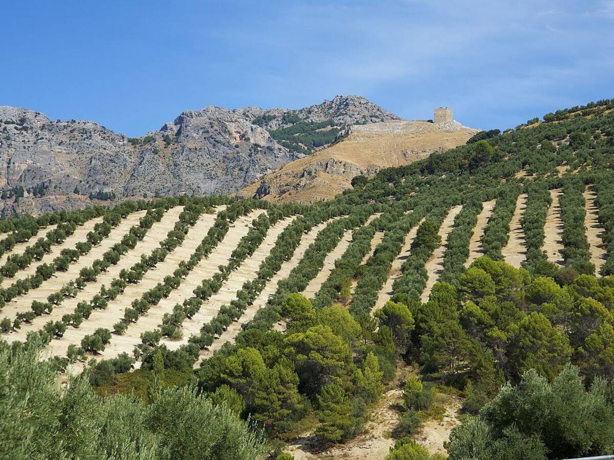 Rechazo a la decisión de que el olivar no cuente con riego de apoyo este verano