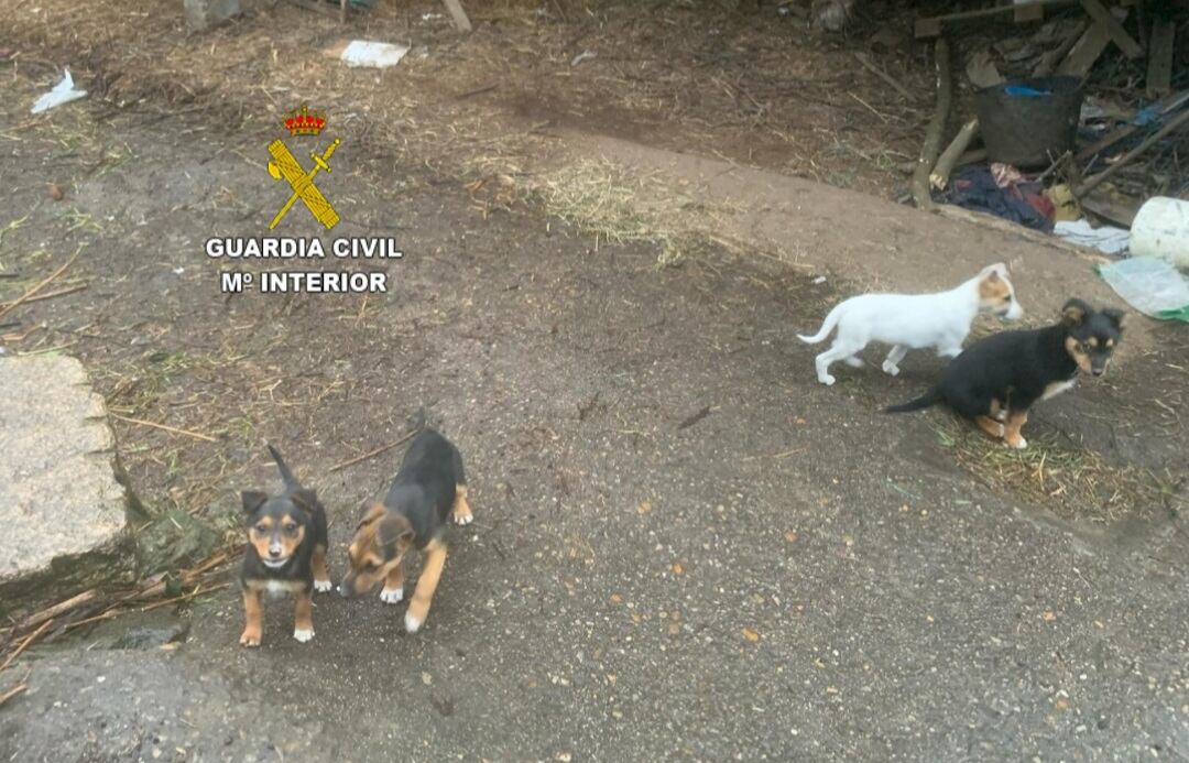 Imagen de los cachorros abandonados por el vecino de Tui investigado por la Guardia Civil