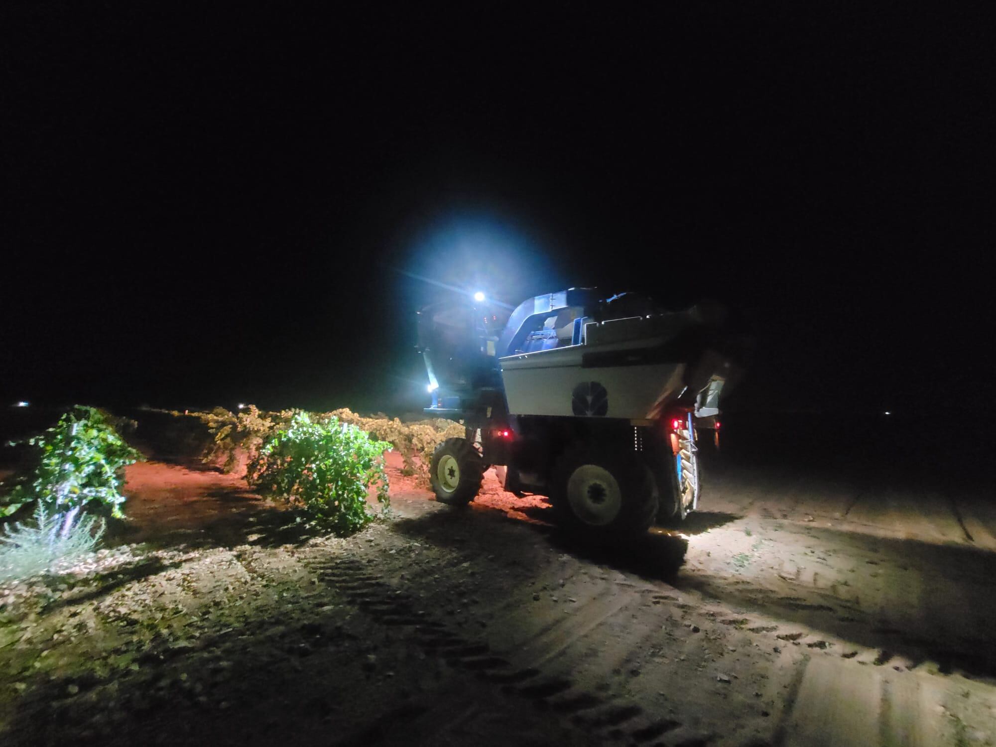 Vendimia nocturna en Socuéllamos