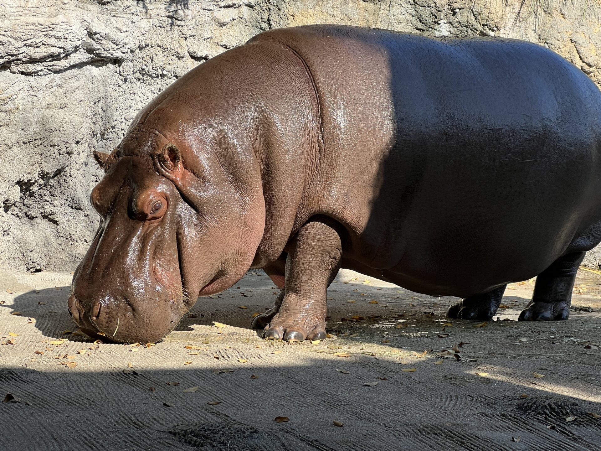 Gen-chan, un hipopótamo residente en el zoo Tennoji de Osaka, fue enviado desde un parque en México como macho y criado como tal, aunque un test de ADN ha revelado que se trata de una hembra.