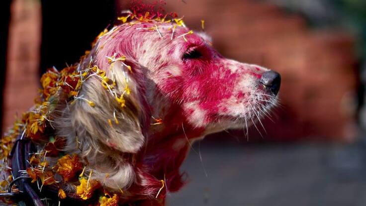 Abrimos con Juan Carlos Ortega un consultorio sobre mascotas nada convencional