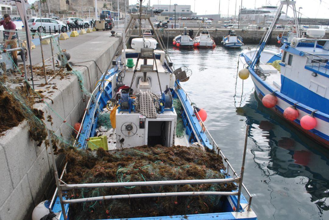 Un barco con las redes repletas por el alga invasora.