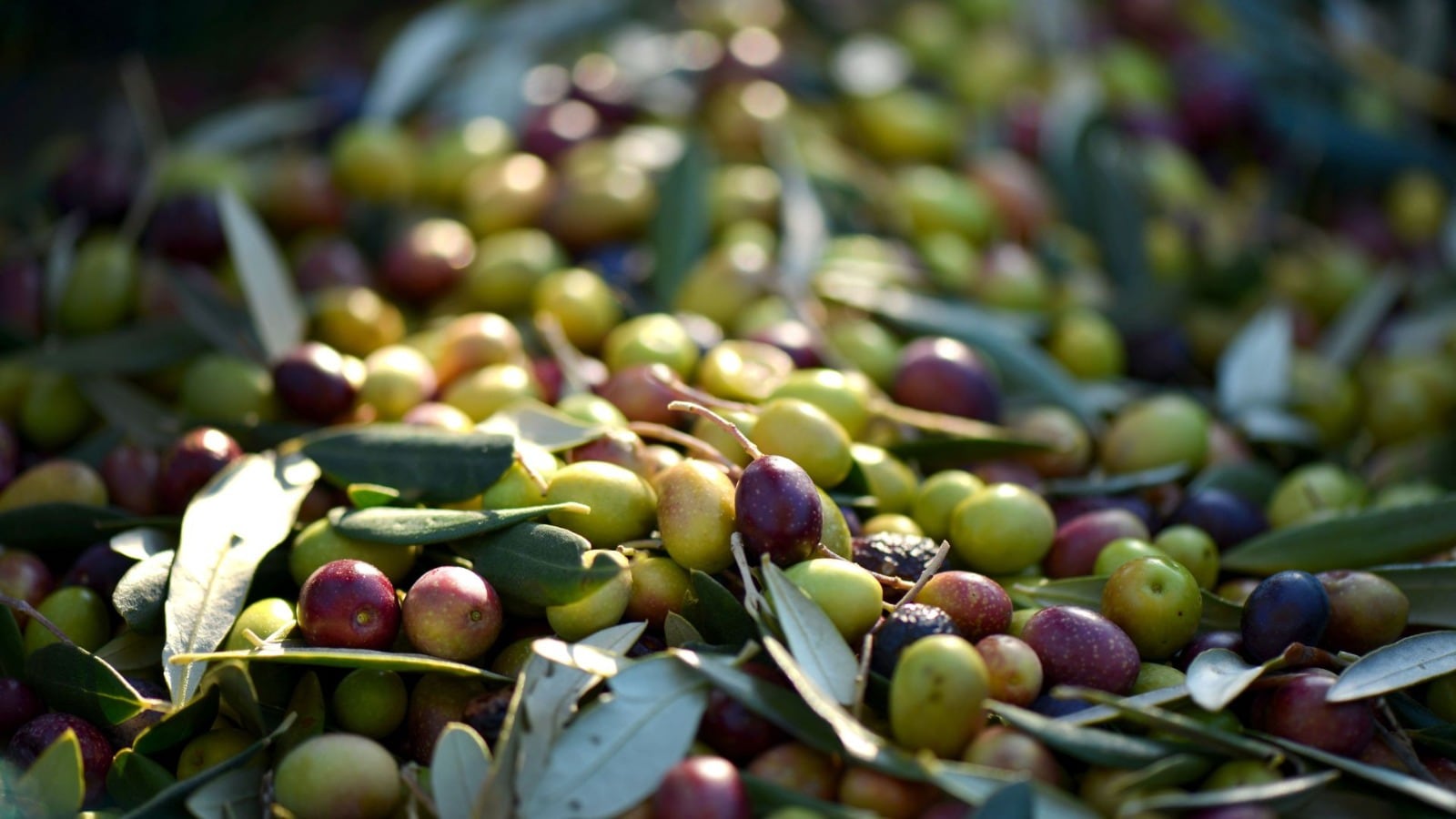 Las aceitunas, fuente de riqueza