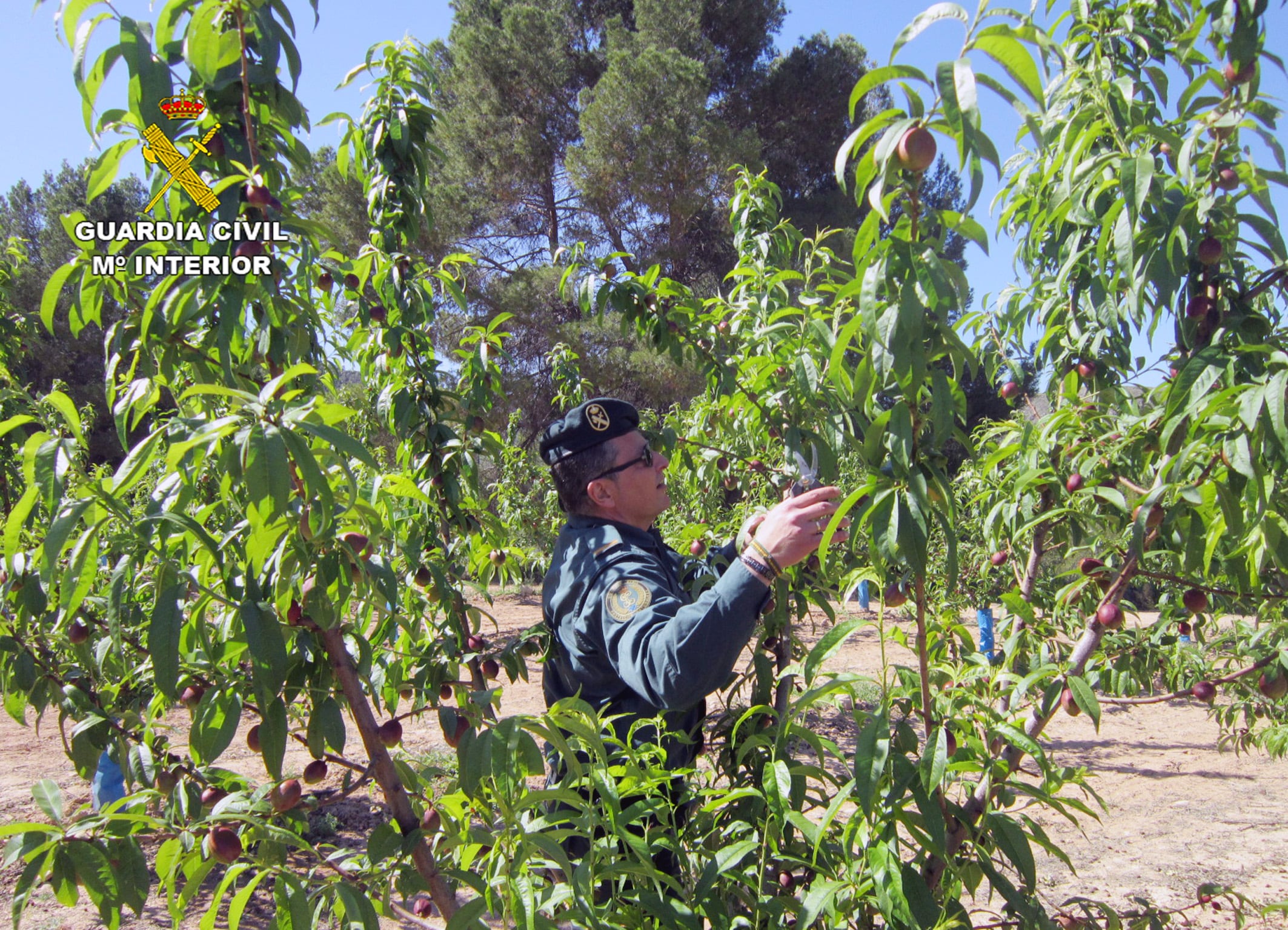 En dos fincas agrícolas de Calasparra, el SEPRONA localizó más de dos mil árboles frutales, de una especie de nectarina sujeta a patente