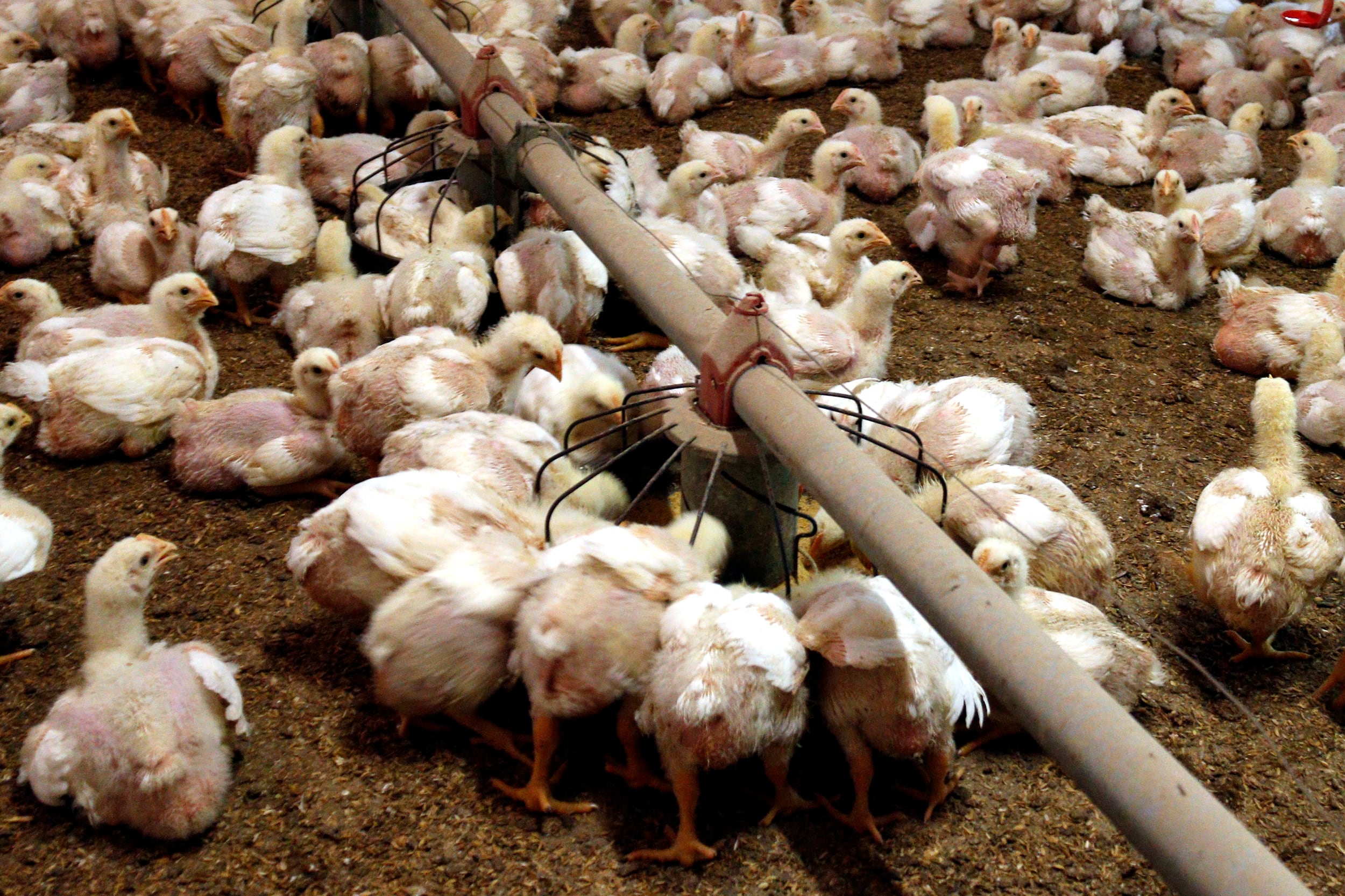 ARXIU. Explotació avícola