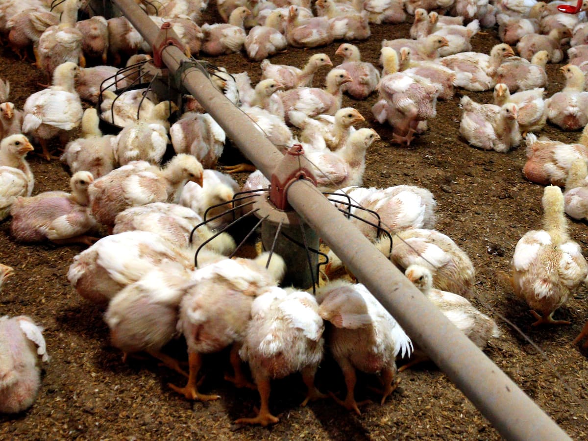 Les restriccions pels dos focus de grip aviària detectats a Ponent es podran aixecar dimecres