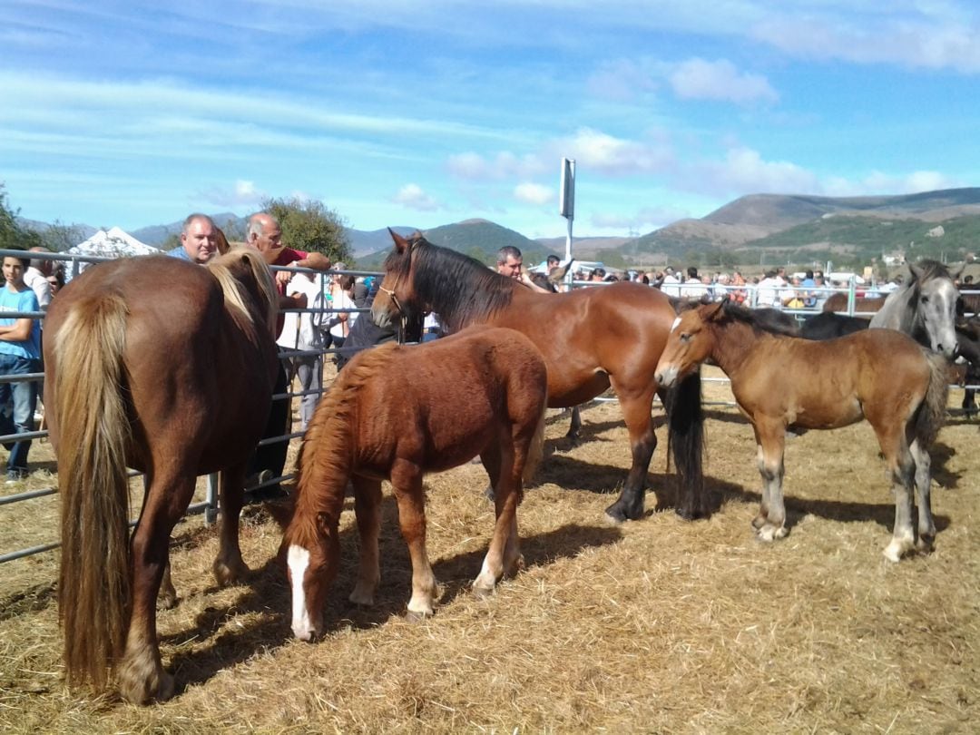 Feria de ganado 