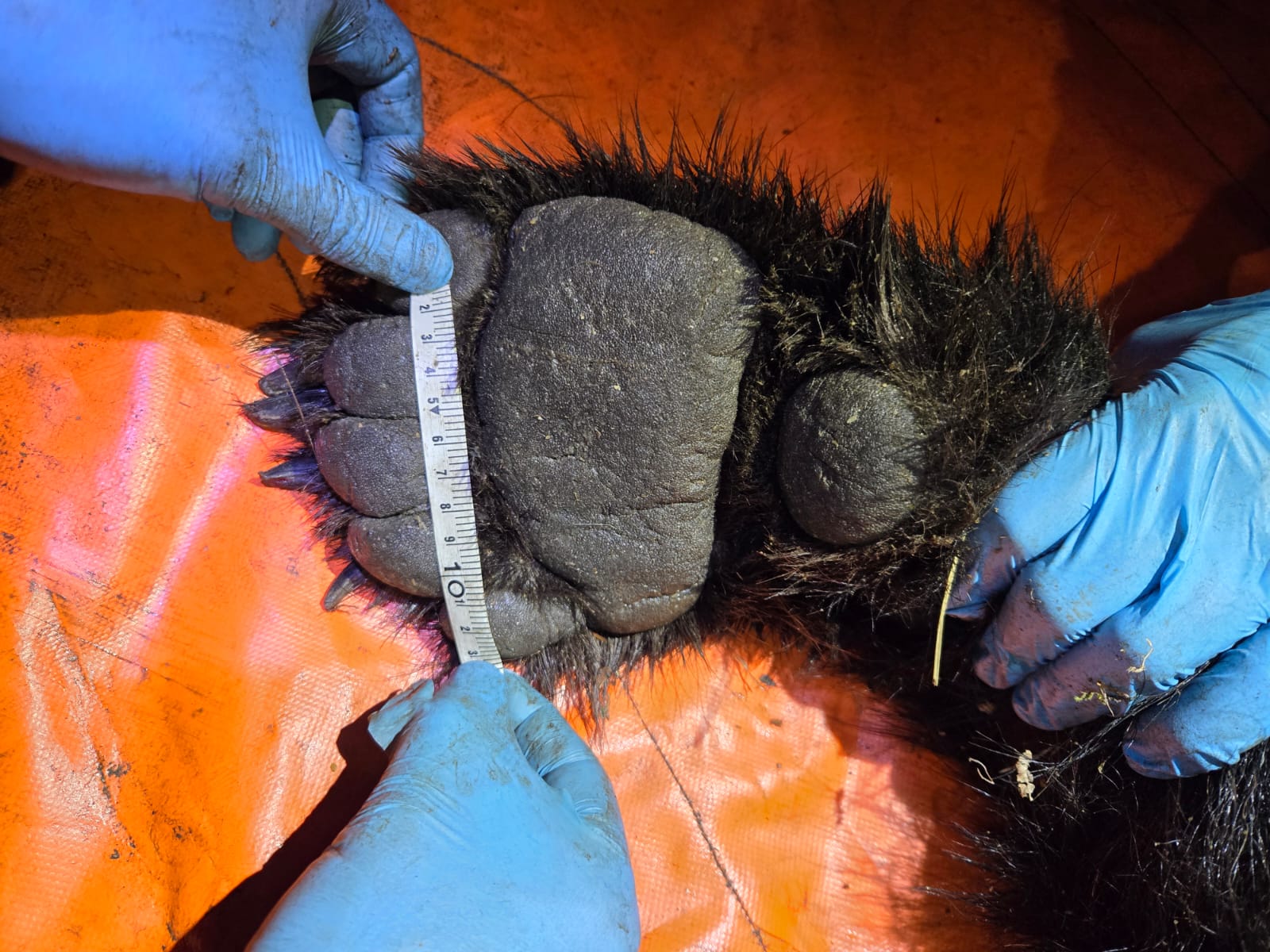 Imagen de una parte del proceso de marcaje del oso