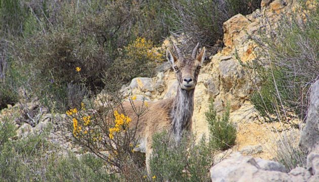 Cabra montés en las hoces del Cabriel.