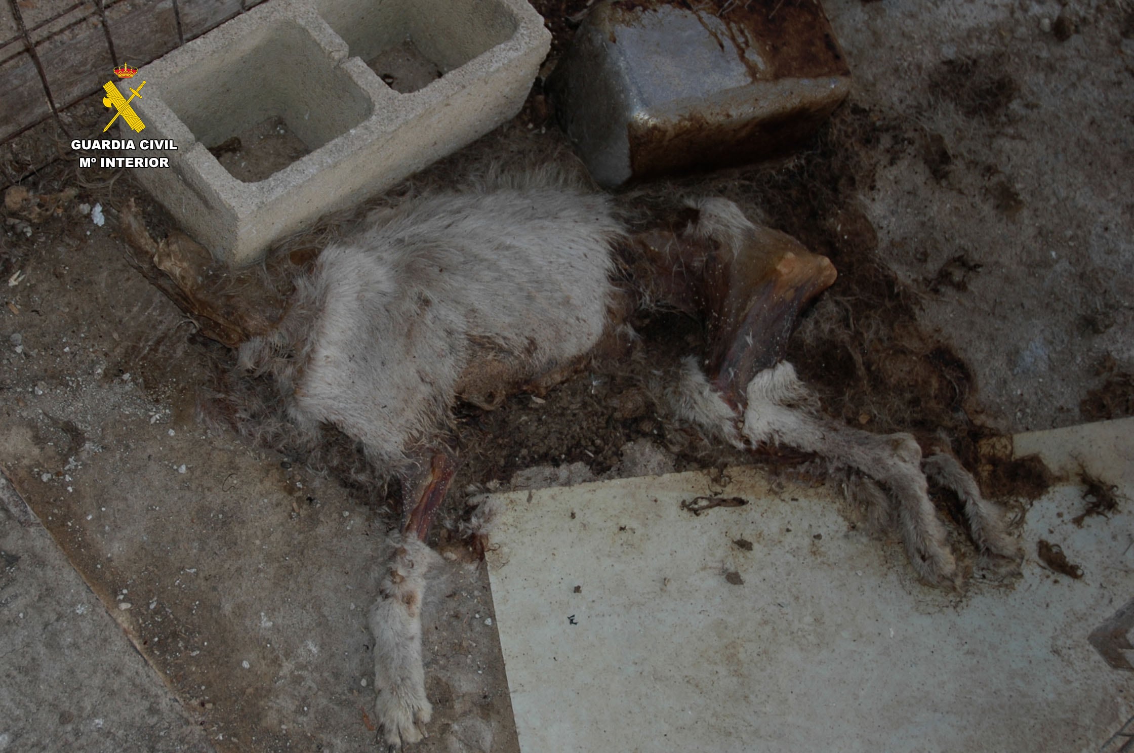 Maltrato animal en una perrera ilegal en La Rioja