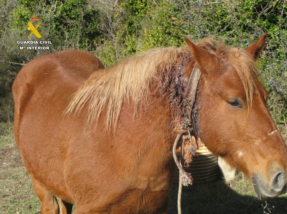 La cuerda provocó una grave herida en el cuello al animal