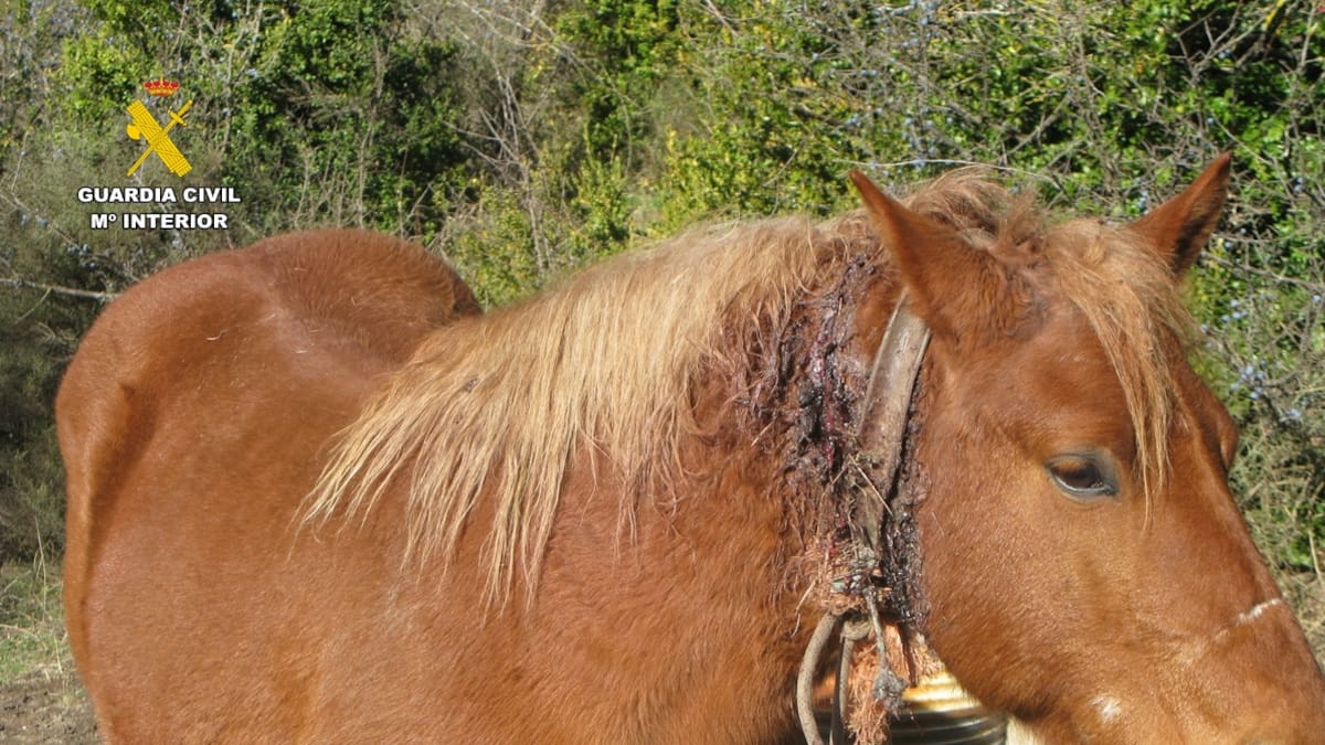 Investigado por delito contra los animales