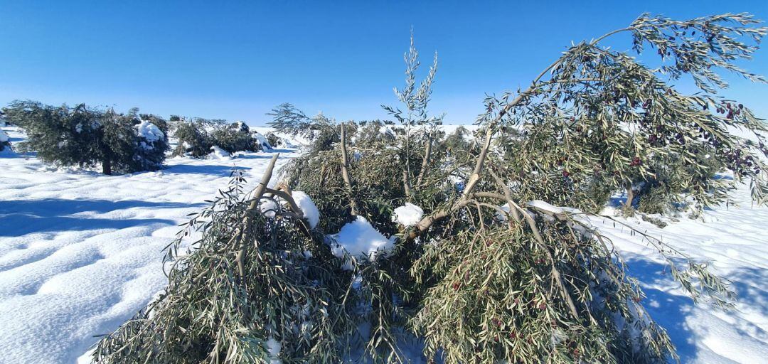 Olivos dañados por el temporal de nieve