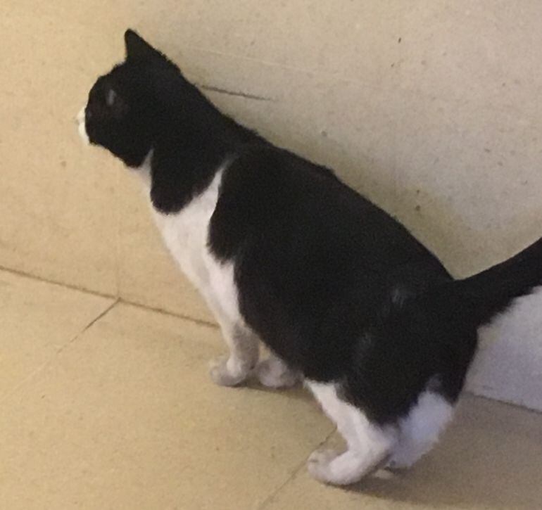 La gata en el exterior del centro de salud. 