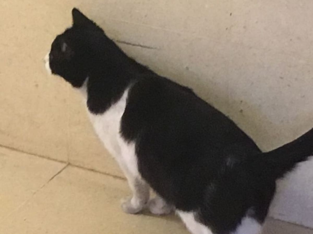 Un ángel felino en Urgencias