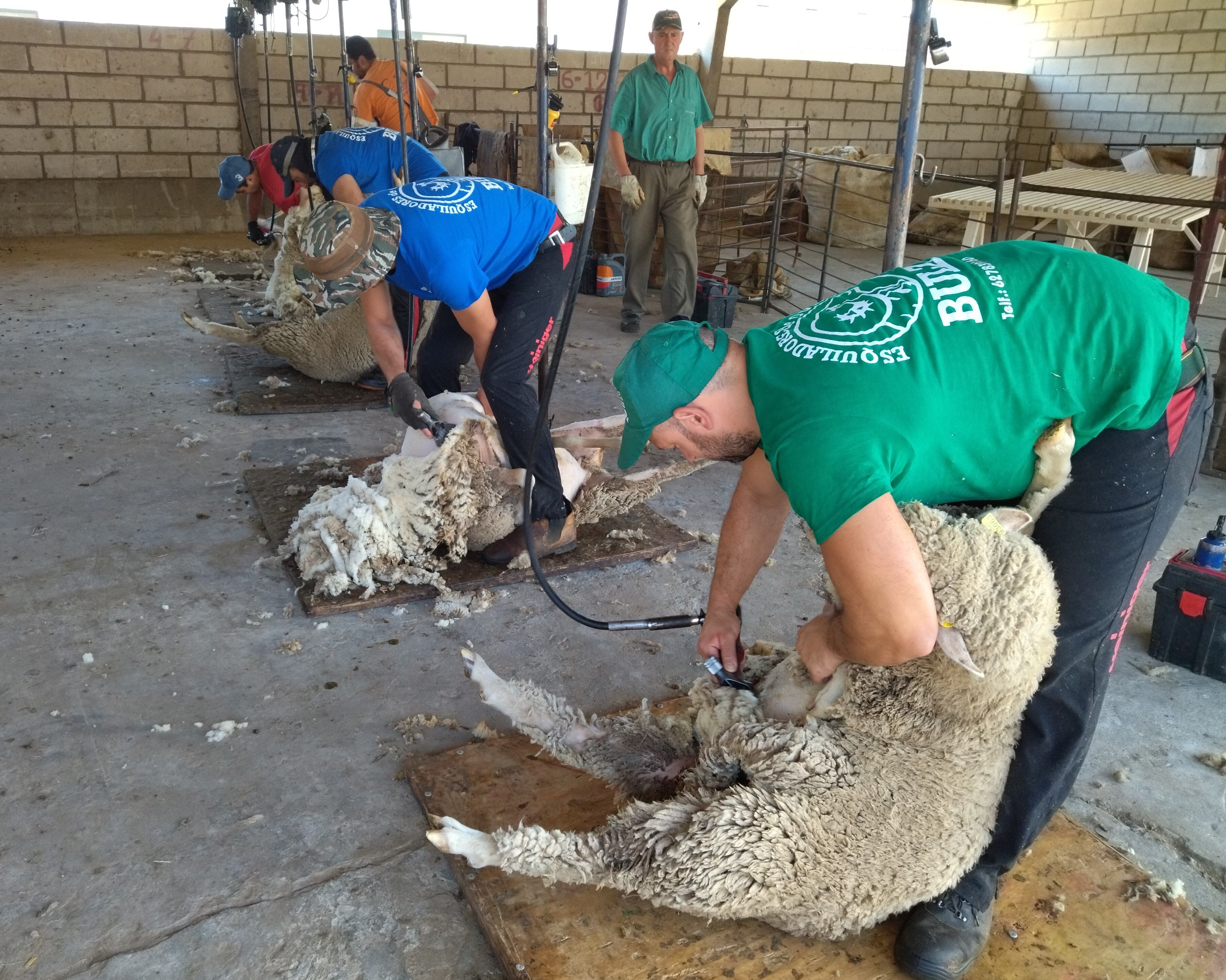 Momento de la esquila de las ovejas Merinas