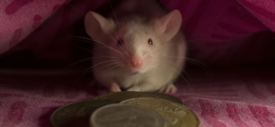 La alcaldesa de Ciempozuelos permite que el Ratoncito Pérez siga dando regalos a los niños a los que se les cae un diente de leche