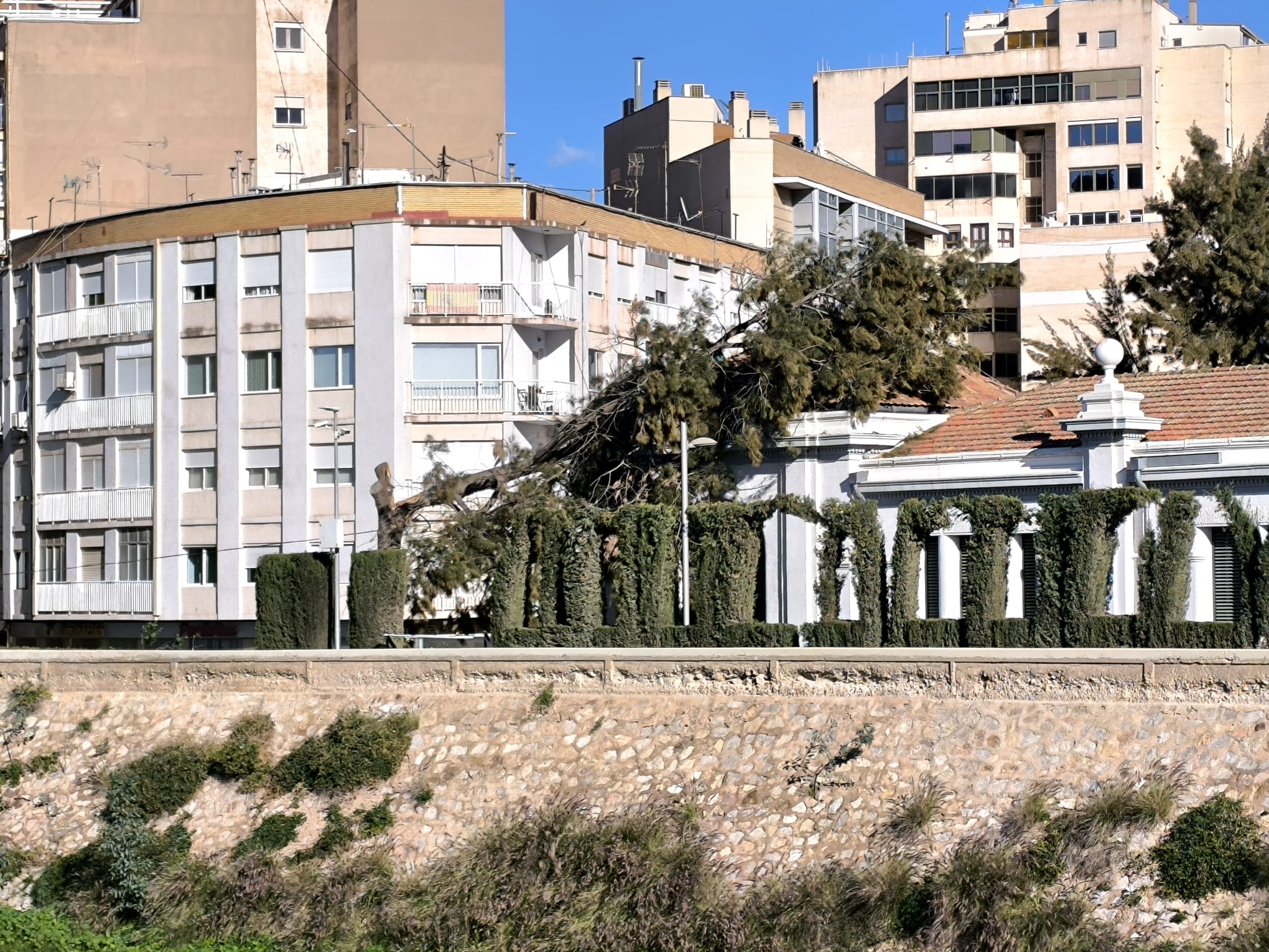 Un pino se parte y cae sobre un tejado en Cartagena