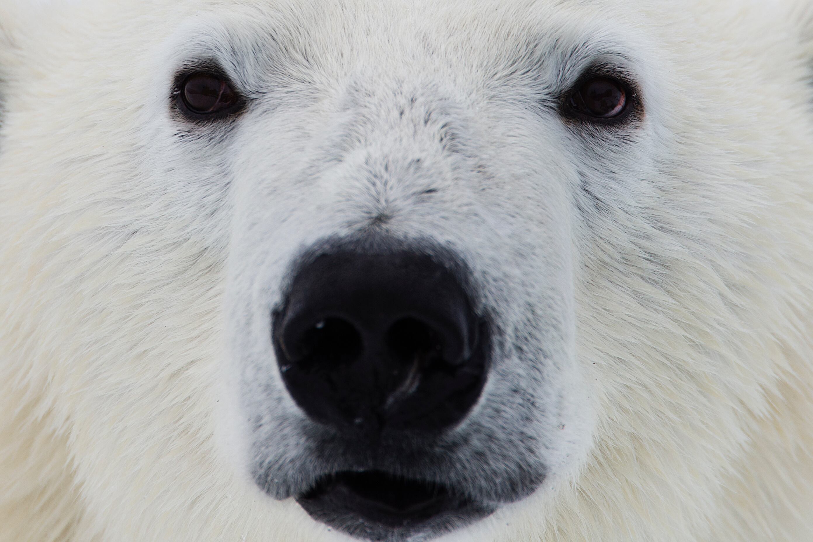 Oso polar