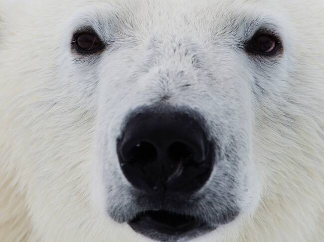 Oso polar