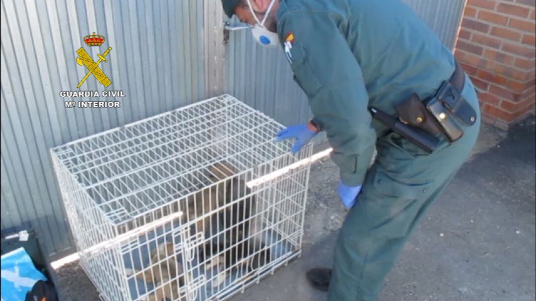 La Guardia Civil investiga a una persona por un supuesto delito de maltrato animal en Palencia