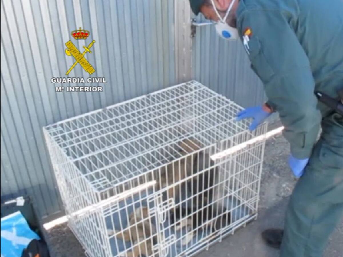 La Guardia Civil investiga a una persona por un supuesto delito de maltrato animal