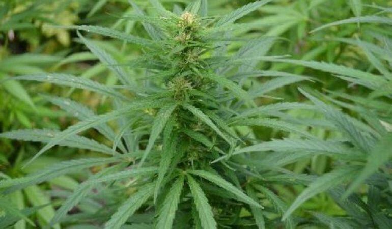 Plantación de marihuana