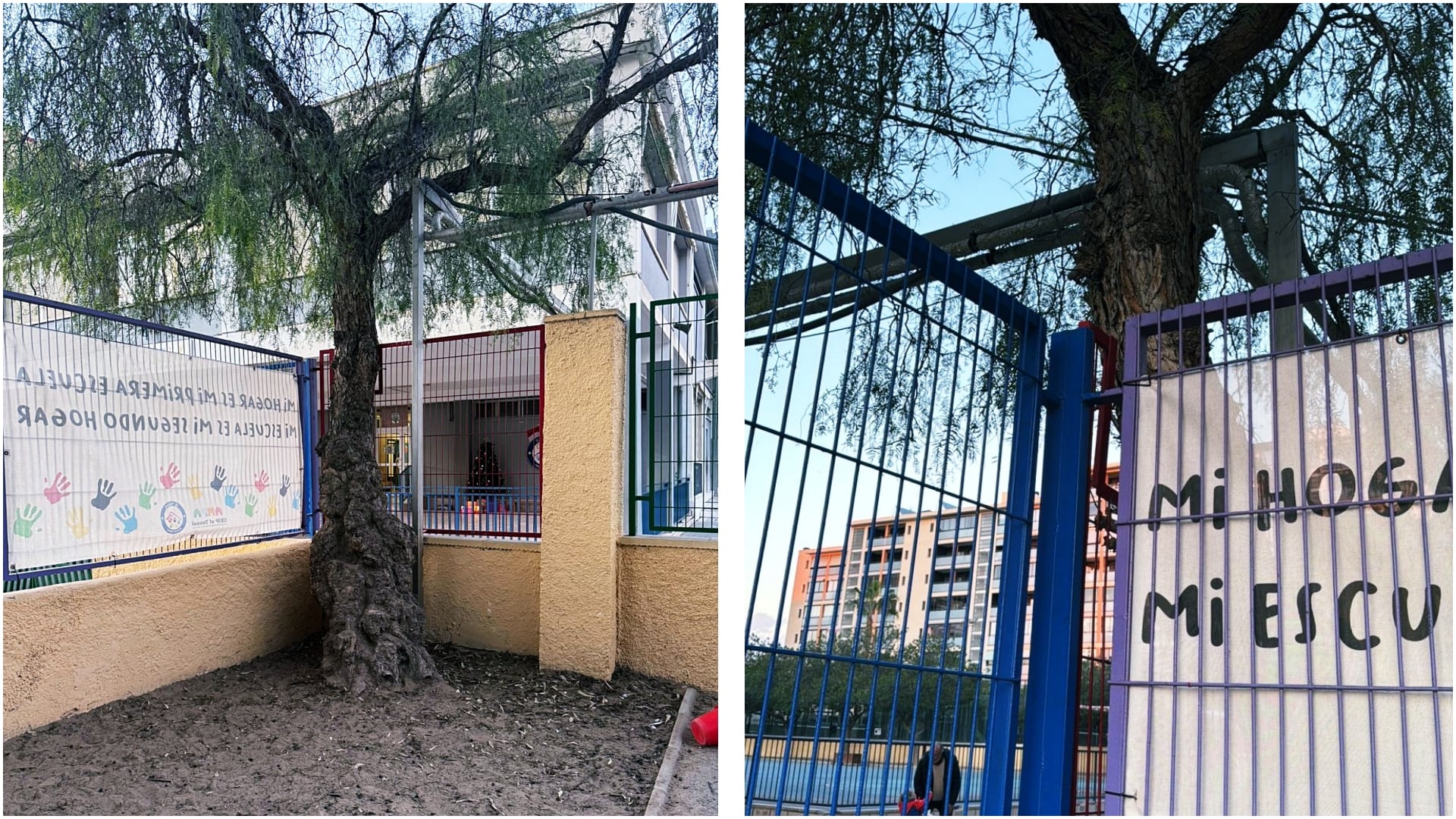 Árbol por el que trepó el menor de seis años con una discapacidad neurológica para escapar del colegio El Tossal de Alicante, visto desde el interior del recinto escolar (i) y desde el exterior (d)