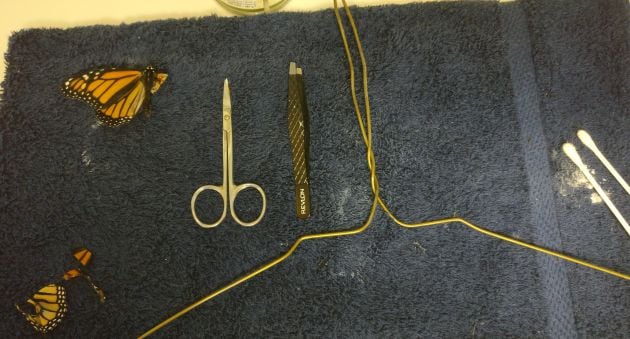 La mujer se preparó para la operación de la mariposa.