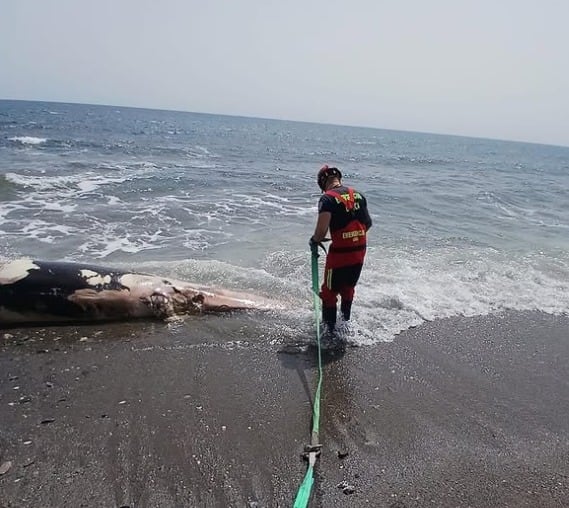 Servicios de Emergencias retiran un cetáceo muerto en una playa lorquina
