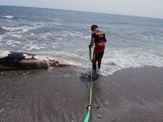 Servicios de Emergencias retiran un cetáceo muerto en una playa lorquina