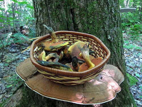 Foto: Charles de Mille - Isles (CC)