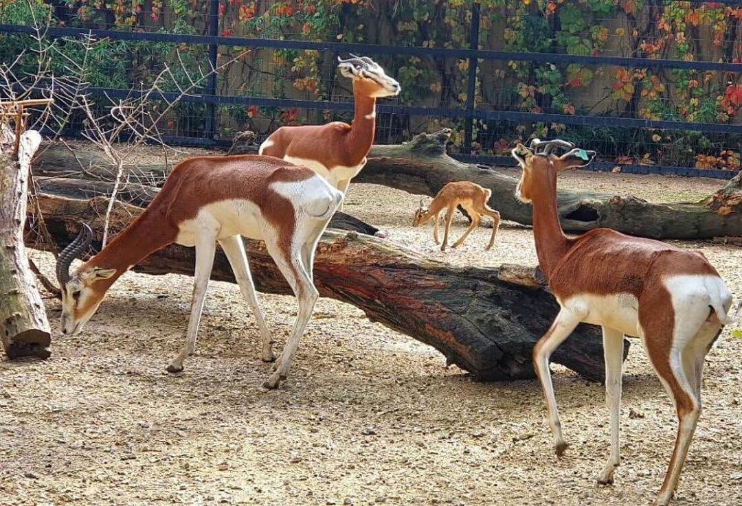 Gacelas Mhorr en el Zoobotánico de Jerez