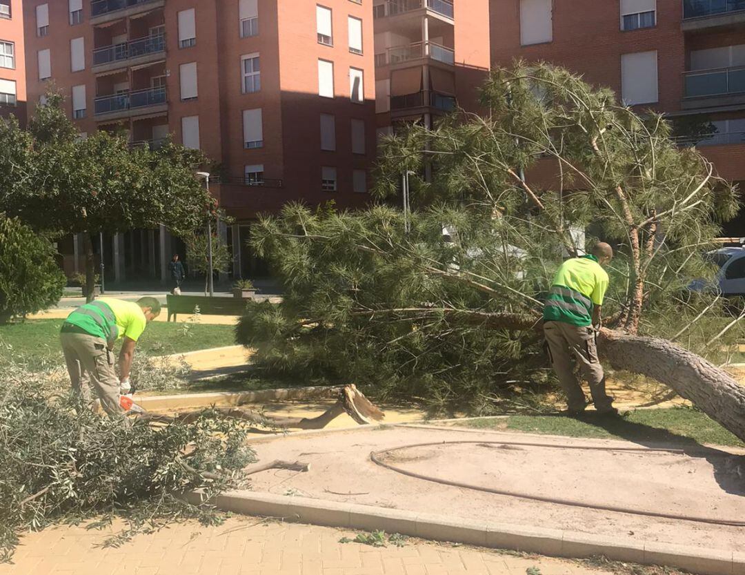 FOTO DE ARCHIVO: El viento tumba un árbol en el parque del barrio de San José