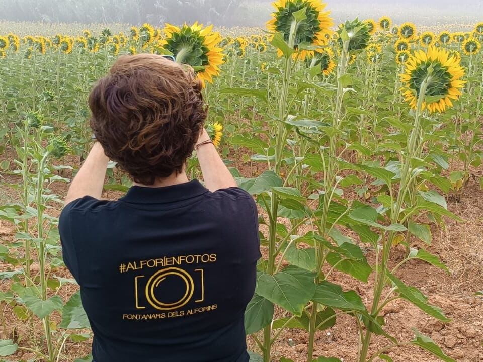 Una componente de la asociación &#039;Alforí en fotos&#039; prepara los girasoles para ser fotografiados.