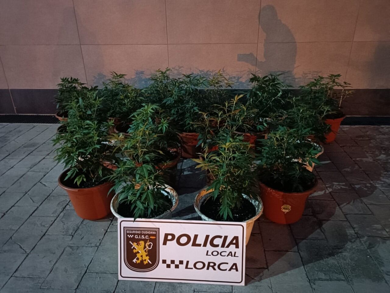 La Policía Local de Lorca incauta 35 plantas de marihuana.