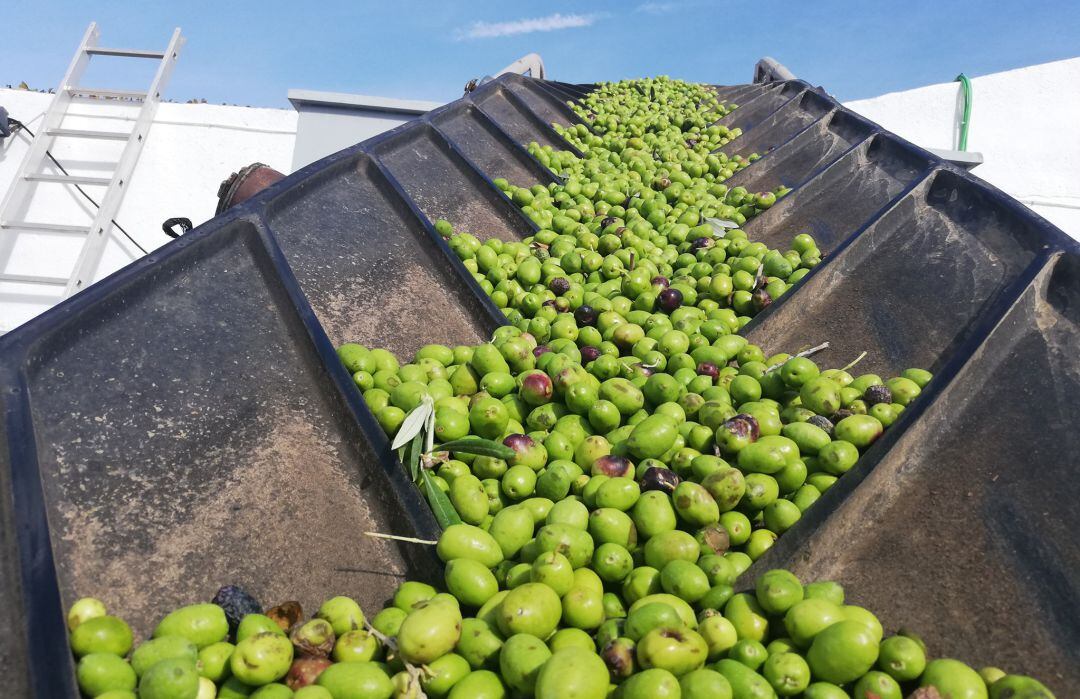 Aceitunas en una almazara.