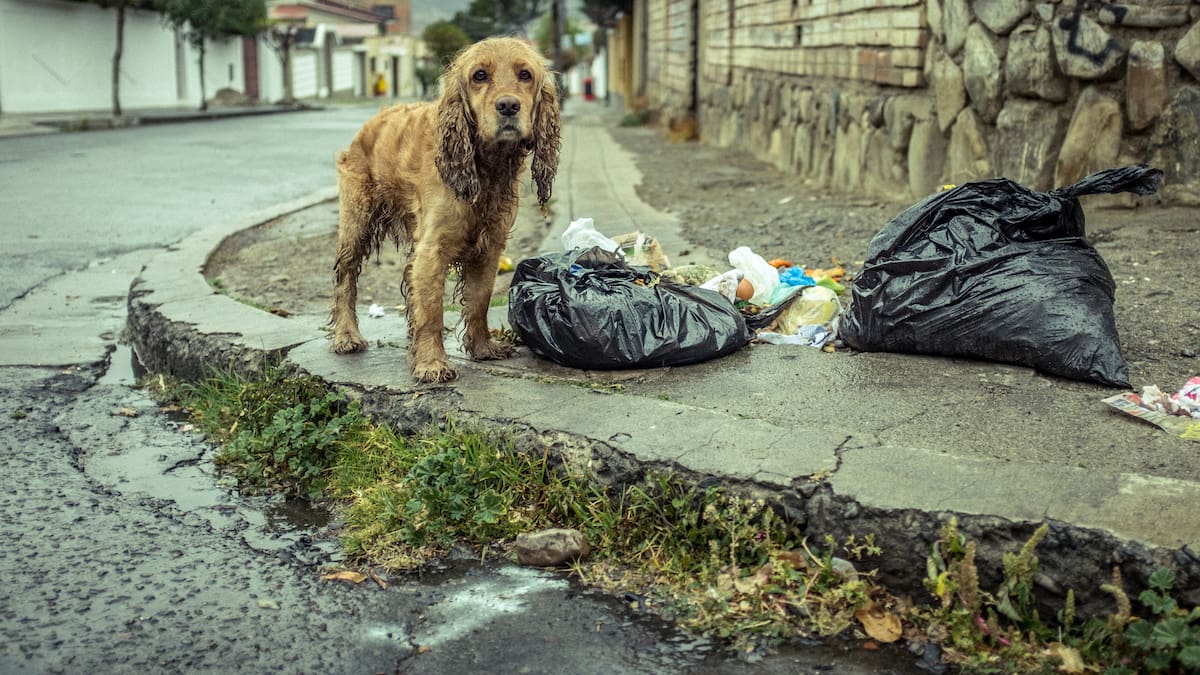 Adopción responsable de animales