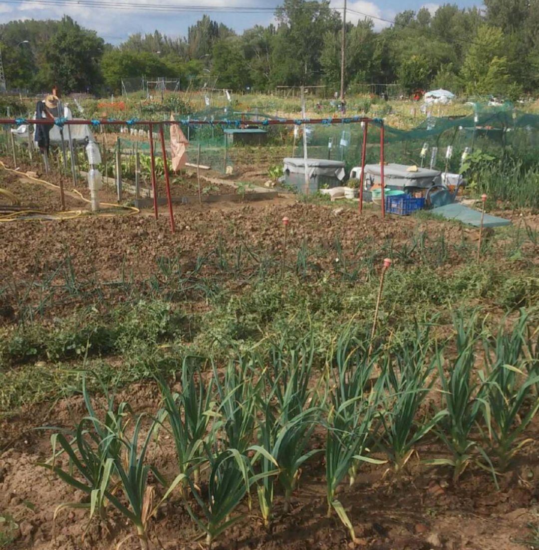 Ganemos Palencia solicita que se puedan atender los huertos urbanos y se reabra el mercado ecológico