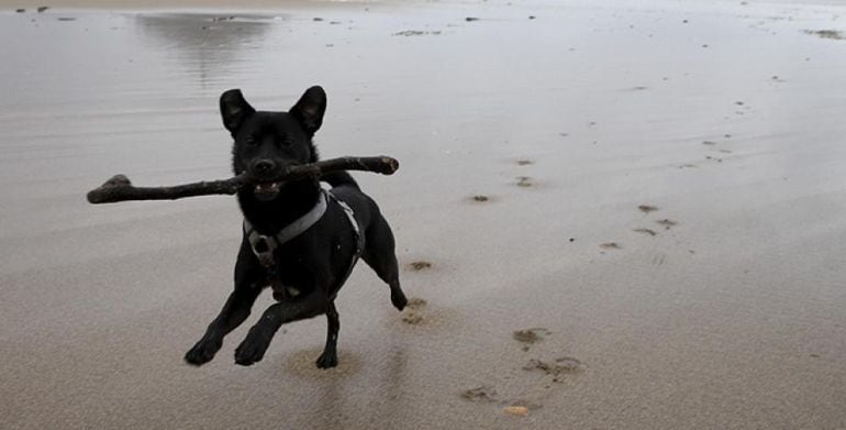 Un perro en una playa española