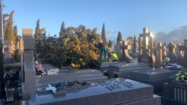 Trabajadores municipales procediendo a la retirada de los árboles caídos en el cementerio de Calzada de Calatrava