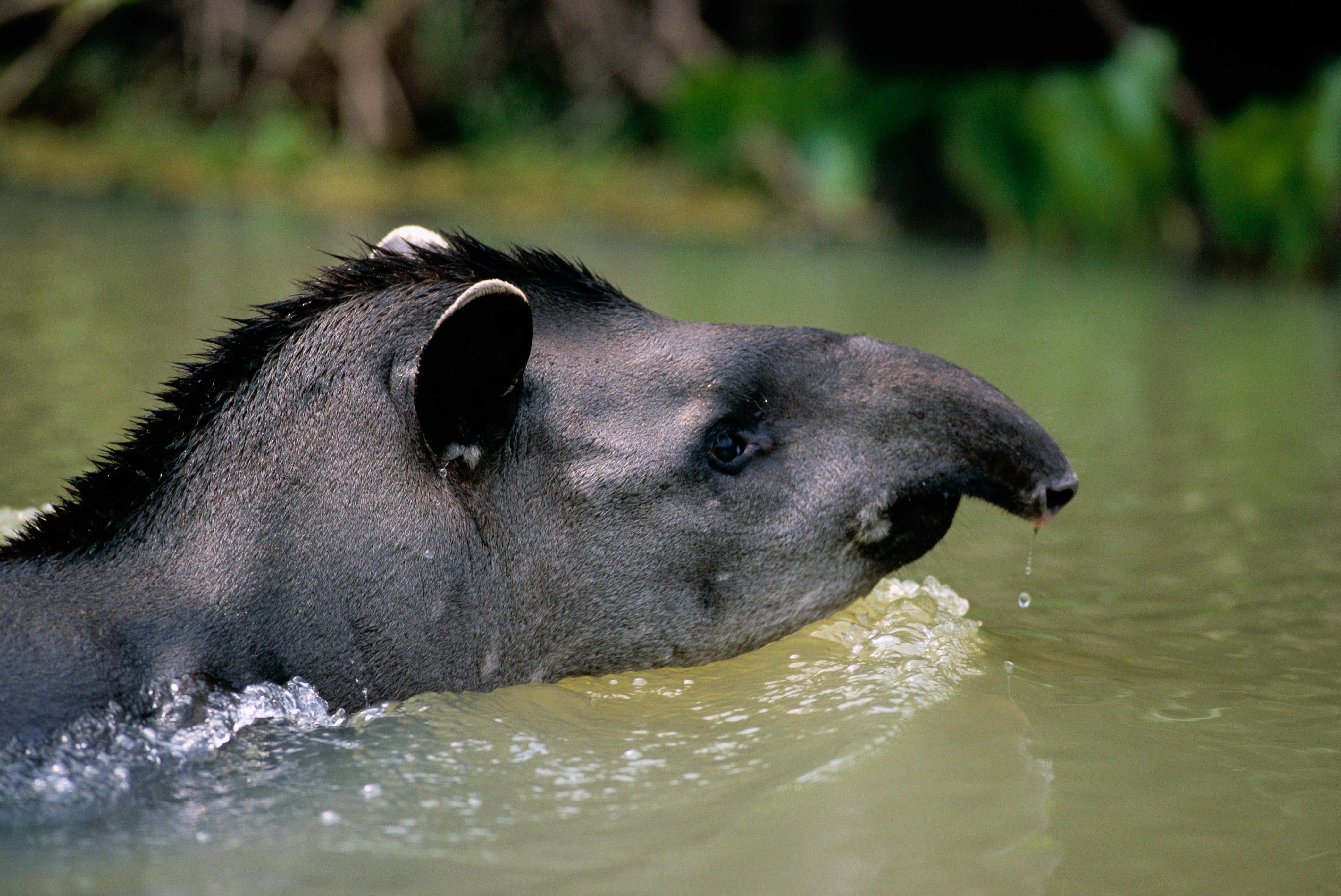 Tapir